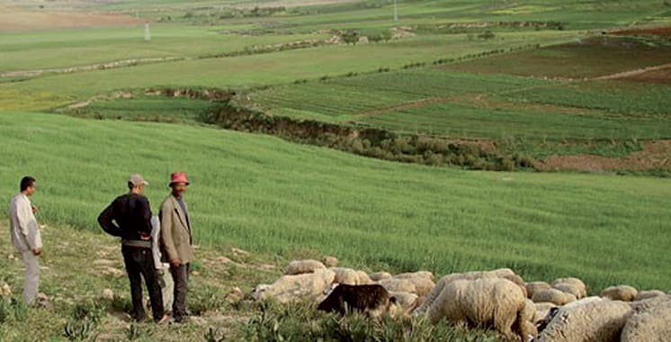 Terre Collective au Maroc : Guide Complet pour Investisseurs et Acquéreurs Immobiliers avec IMMOLIBRE